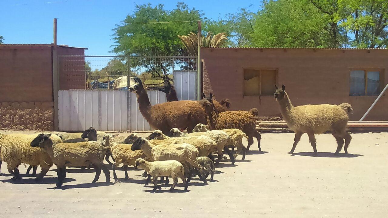 סן פדרו דה אטקאמה Cabana Laynaturi מראה חיצוני תמונה